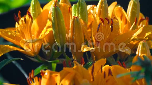 雨后橘黄色百合花瓣视频的预览图