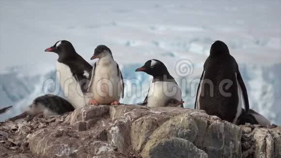 企鹅在巢里和小鸡视频的预览图