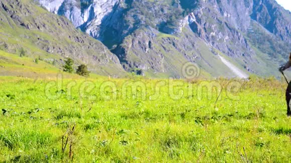 徒步旅行者带着背包在绿色的山地草地上行走夏季运动和娱乐理念视频的预览图