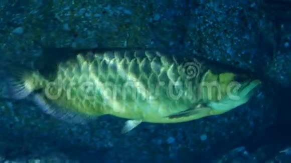 海洋馆里美丽的鱼对水生植物的装饰背景鱼缸里的一条五颜六色的鱼视频的预览图