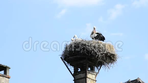 塞尔兹村屋顶上的一个巢里的鹳视频的预览图