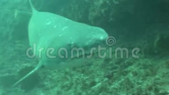 危险的大虎鲨水下视频视频的预览图