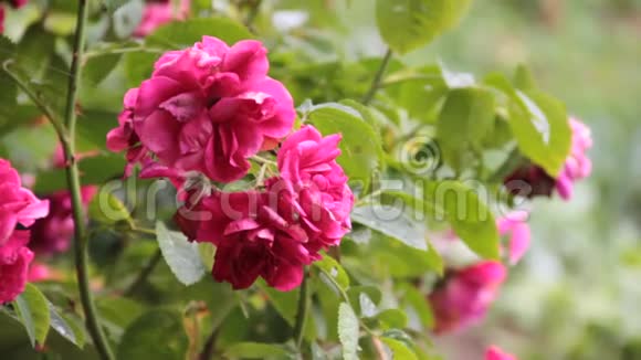 粉红色的玫瑰在花园特写视频的预览图