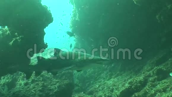 危险的大虎鲨水下视频视频的预览图