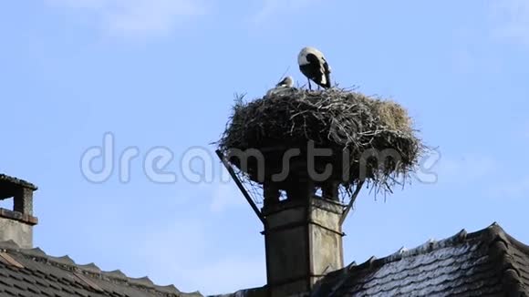 塞尔兹村屋顶上的一个巢里的鹳视频的预览图