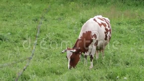 牛在田里放牧视频的预览图