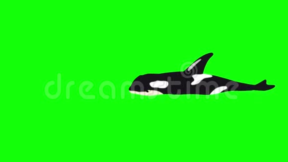 绿幕隔离水中的杀手鲸视频的预览图