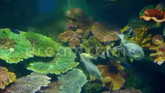 水下世界多种颜色的鱼类珊瑚礁视频的预览图