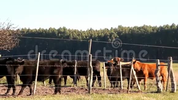 阿根廷农村的牛视频的预览图