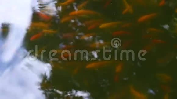 漂浮在日本池塘水面上的鱼视频的预览图