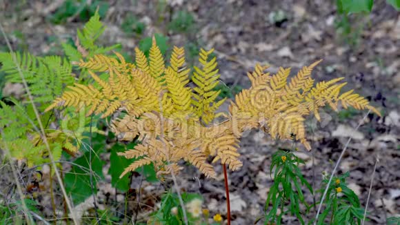 秋天的风景植物视频的预览图