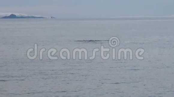南极洲的鲸鱼南极半岛全球变暖视频的预览图