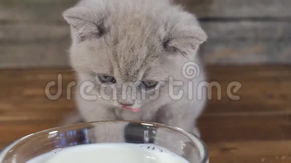英国短毛丁香小猫喝牛奶视频的预览图