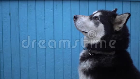 阿拉斯加的马拉穆特狗在冬天的蓝色木屋墙背景下视频的预览图