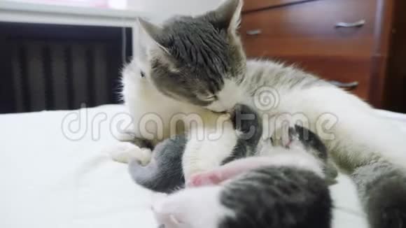 猫幸福的家庭妈妈和新生的小猫孩子们猫喂小猫猫舔小猫家养动物视频的预览图