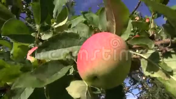 花园里树枝上的夏新苹果视频的预览图