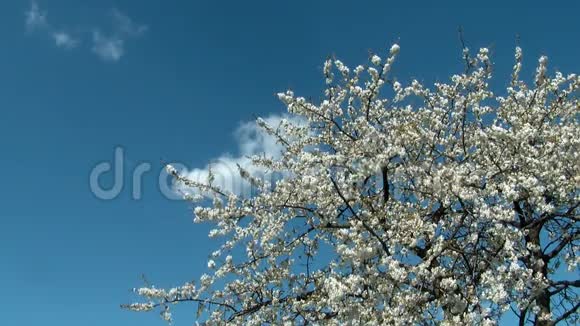 樱花树鲜花盛开视频的预览图