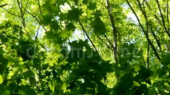 树在一片绿色的春天森林里叶子视频的预览图