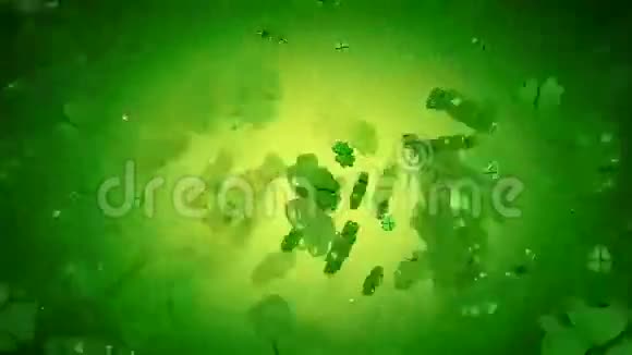 圣帕特里克节绿四叶三叶草动画视频的预览图