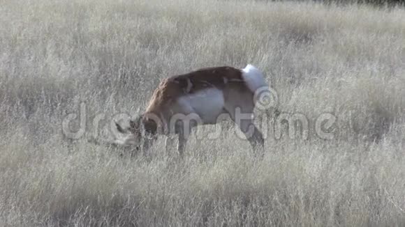 草原上的红角羚牛视频的预览图