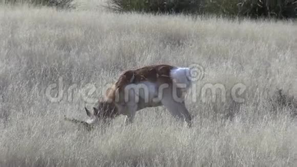 普林霍恩羚羊巴克格拉兹视频的预览图