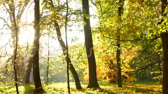 秋林太阳树视频的预览图