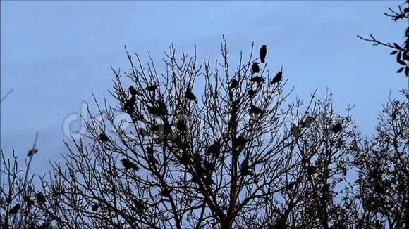 一群乌鸦在树上视频的预览图