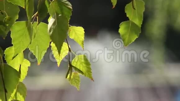 绿色的叶子视频的预览图