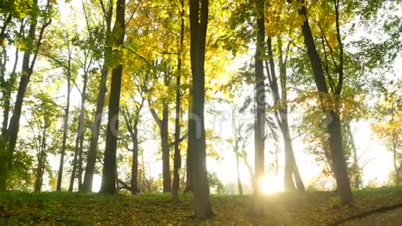 美丽的秋天森林视频的预览图