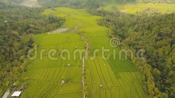 印度尼西亚巴厘岛稻田景观视频的预览图