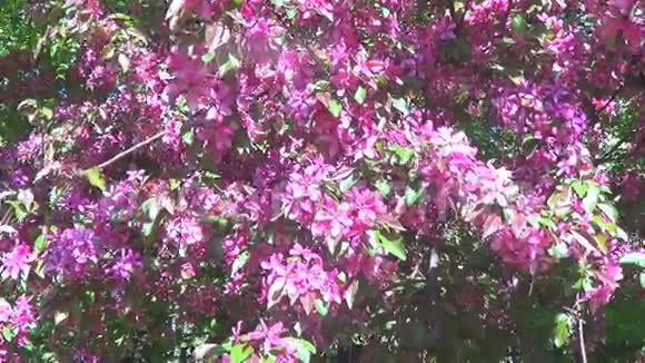 粉红色的樱桃花视频的预览图