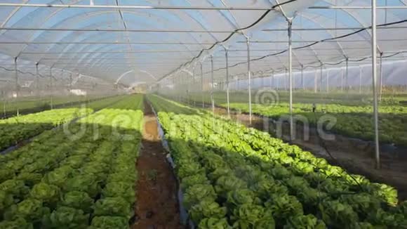 室外温室新鲜有机生菜苗视频的预览图