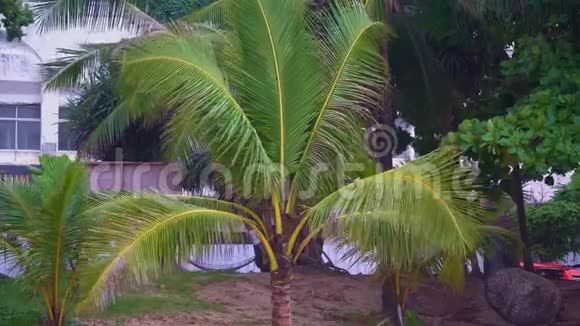 热带岛屿海滩上的棕榈树视频的预览图