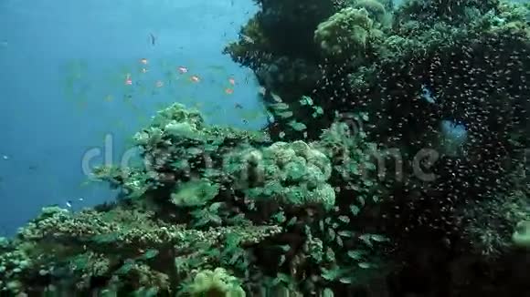 红海的珊瑚和鱼类视频的预览图