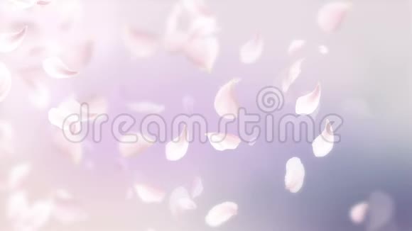 粉红色的樱花花瓣落在浪漫的抽象背景上循环4K运动春花图形视频的预览图