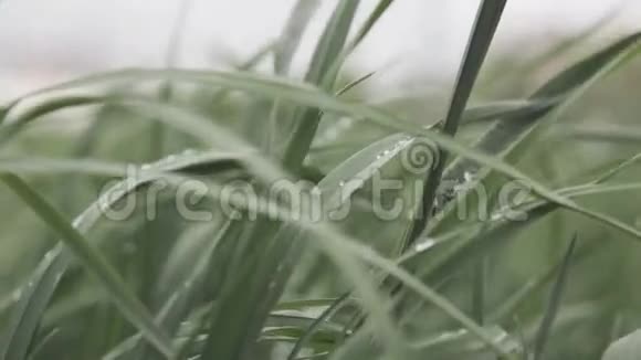露水滴在草地上视频的预览图
