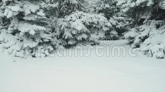 冬季雪杉树正在遭受暴风雪视频的预览图
