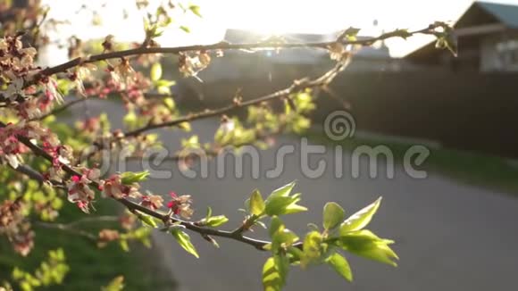 自然枝花视频的预览图