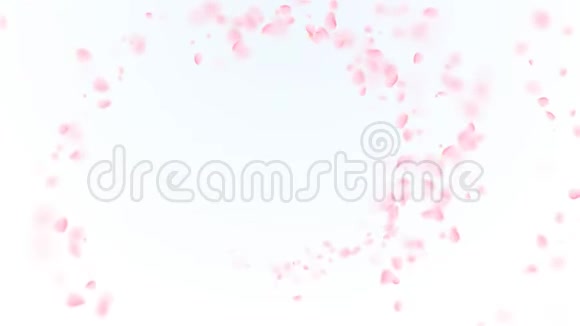 粉红色的樱花花瓣落在浪漫的抽象背景上循环4K运动春花图形视频的预览图