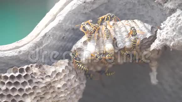 屋脊下的黄蜂病虫害生活方式黄蜂巢野生黄蜂慢动作视频过敏咬伤危害视频的预览图