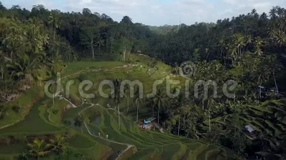 印尼巴厘岛绿色水稻梯田视频的预览图