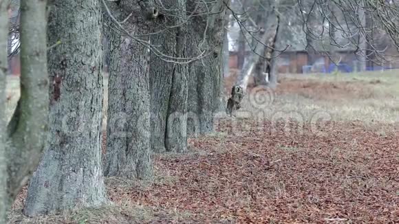 秋天和狗散步的女孩视频的预览图
