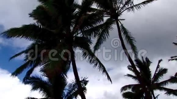 西科普斯电视冲浪北海岸夏威夷棕榈滩和海滩视频的预览图