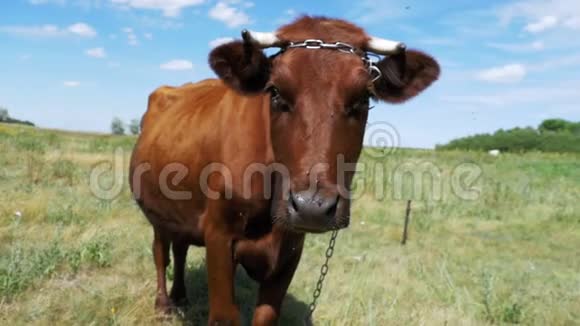 美丽的灰牛在草地上放牧并在天空背景上闻到相机的味道慢动作视频的预览图
