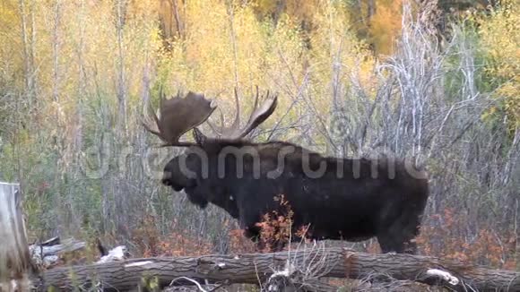 秋天的大牛驼鹿视频的预览图