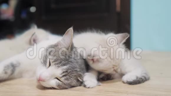 小可爱的小猫睡在猫妈妈旁边的生活方式猫家庭关心爱友谊和理解可爱的宠物视频的预览图