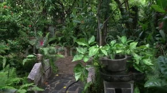越南热带花园里的绿树视频的预览图