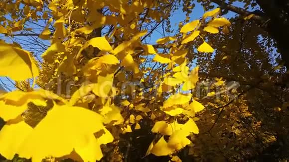 秋天时黄叶在新鲜空气中移动视频的预览图