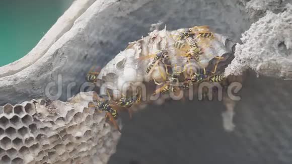 屋脊下的黄蜂病虫害黄蜂的生活方式巢野生黄蜂慢动作视频过敏咬伤危害视频的预览图