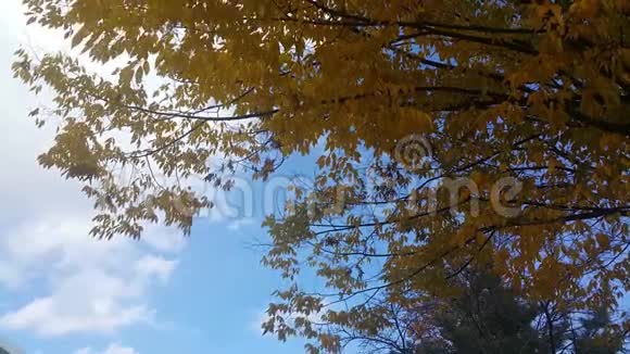 秋天时黄叶在新鲜空气中移动视频的预览图